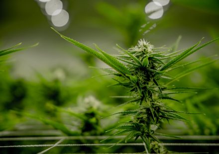 Study: Marijuana Use Linked to Improved Quality of Life and Symptom Relief Among ...