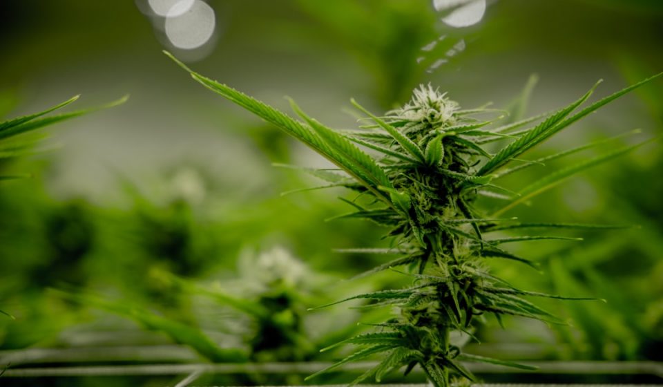 Study: Marijuana Use Linked to Improved Quality of Life and Symptom Relief Among ...