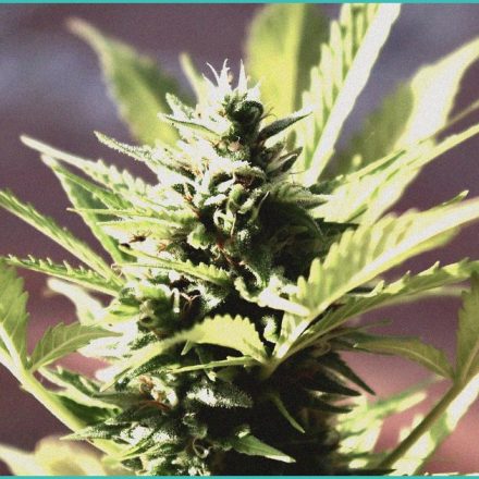 co exposure to cannabinoids and nicotine increases