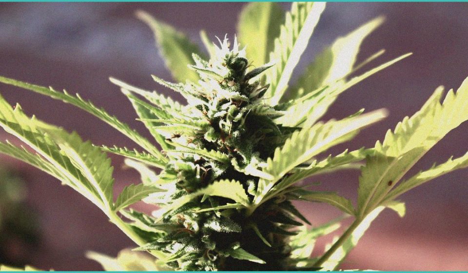 co exposure to cannabinoids and nicotine increases