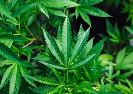 green cannabis plant close-up photography